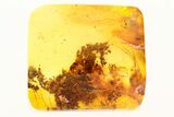 Detailed Fossil Barklouse, Fly, and Plant Debris in Baltic Amber #273207-1